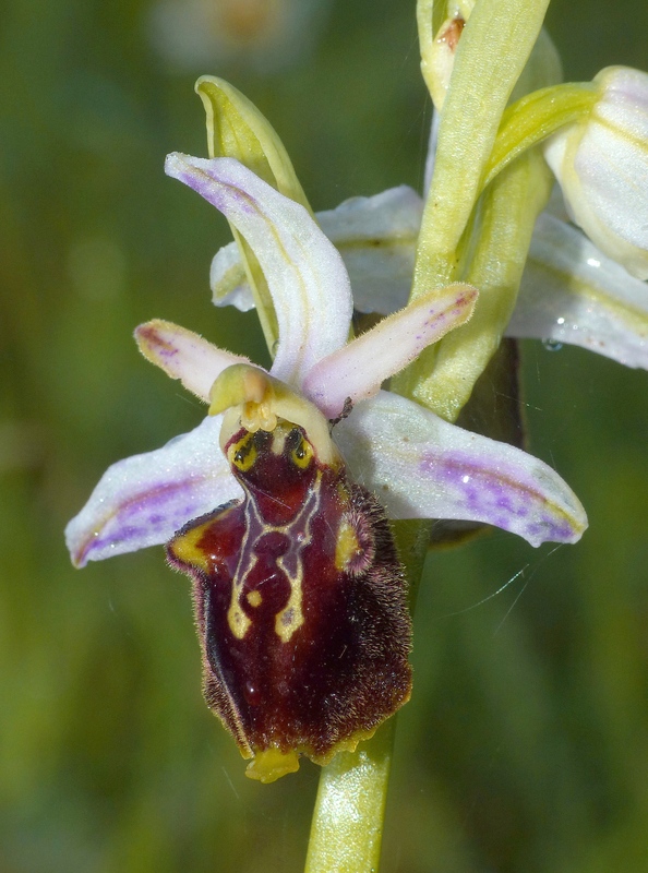 Ophrys montis-leonis sulla costa tirrenica laziale e sugli Aurunci  marzo 2024